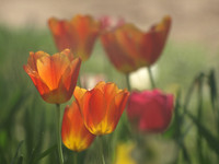 Flora