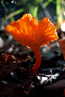 Mushrooms